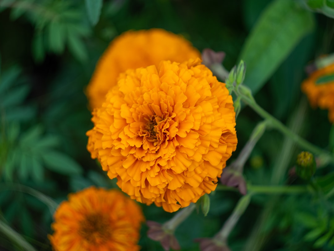 Photo Floral arrangement